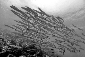 Encounter with a Barracuda School
Barracuda Point, Kakab... by Andre Philip 